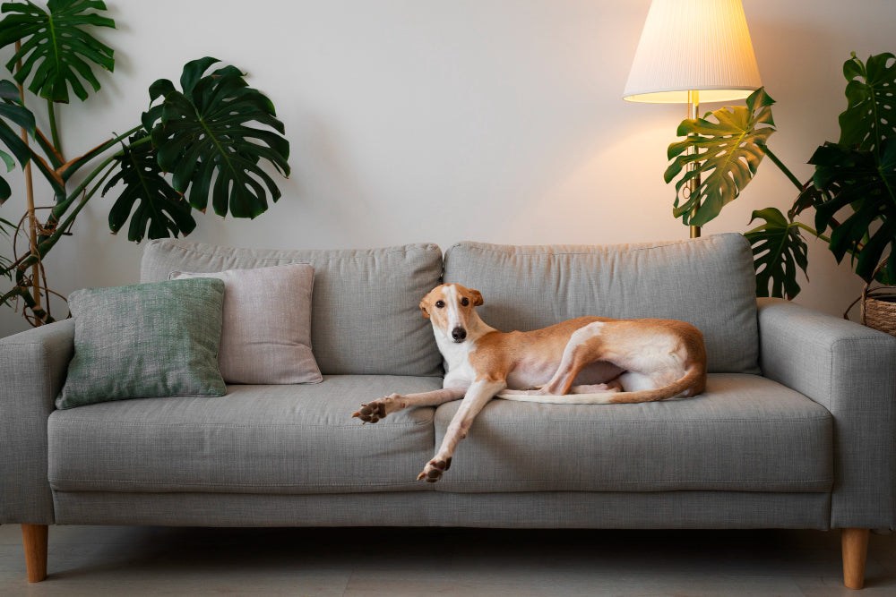 What Sofa Fabrics Are Best for Homes with Pets?