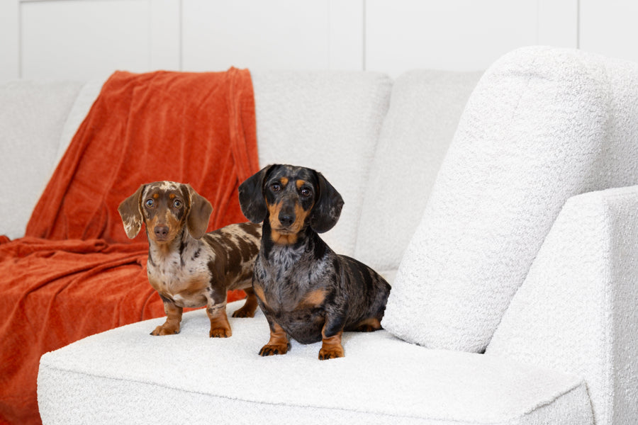 How to Clean a Sofa Properly and Make It Last Longer: Expert Guide from Sussex Sofas